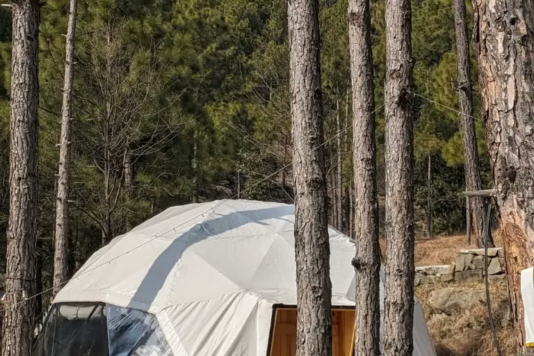 A white geodesic glamping dome among tall pines