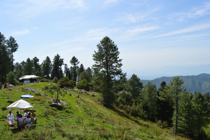 Visitors picnicking on a grassy meadow among pines at Thandiani, with hills beyond (area photo)