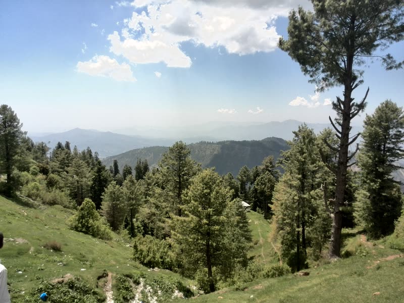 Pine trees on a green slope at Thandiani looking out over the hills (area photo)